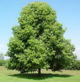 نمدار یا زیرفون برگ کوچک